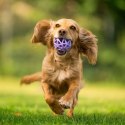 Toby's Choice Spiderweb Ball Small [TC10026]