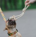 Dingo Psia-Kawka Gryzak z drewna kawowego sznurowy przeciągacz 37cm