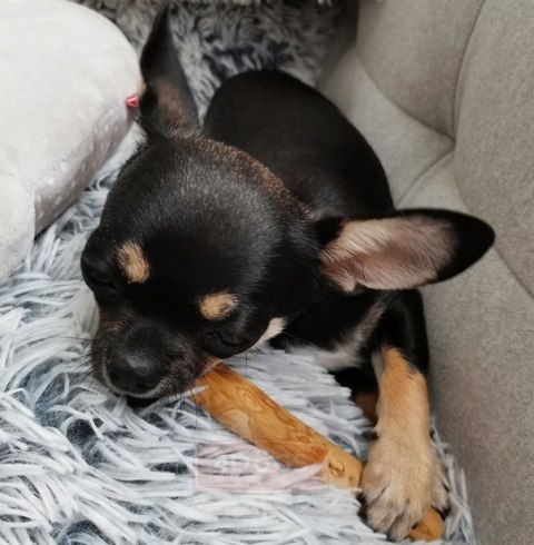 4DOGS Gryzak z drzewa kawowego S