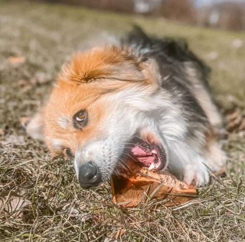 4DOGS Gryzak z korzenia drzewa wrzosowego S
